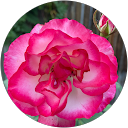 Julianne Suby profile picture